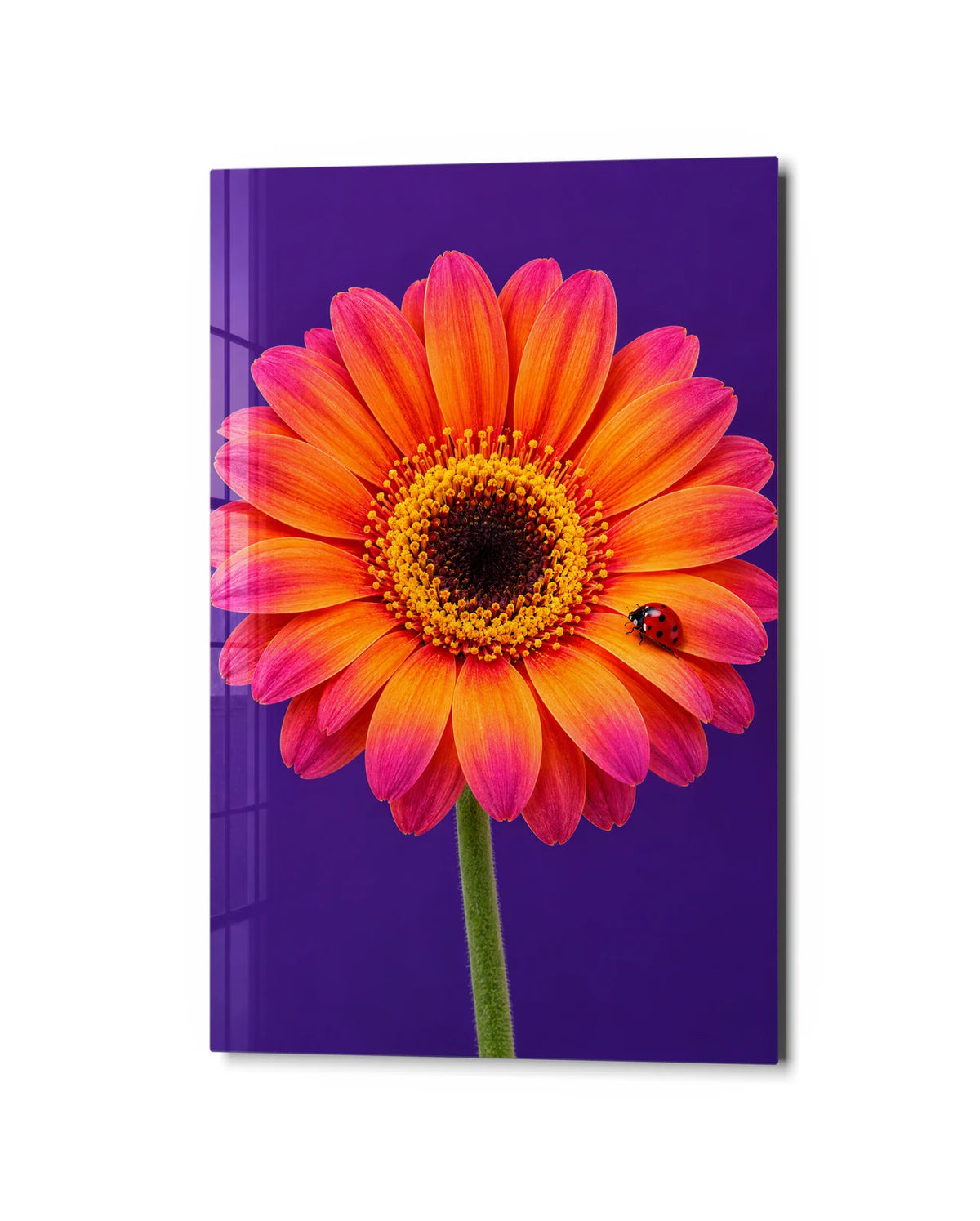 Gerbera and Ladybird — studio view of glass wall art