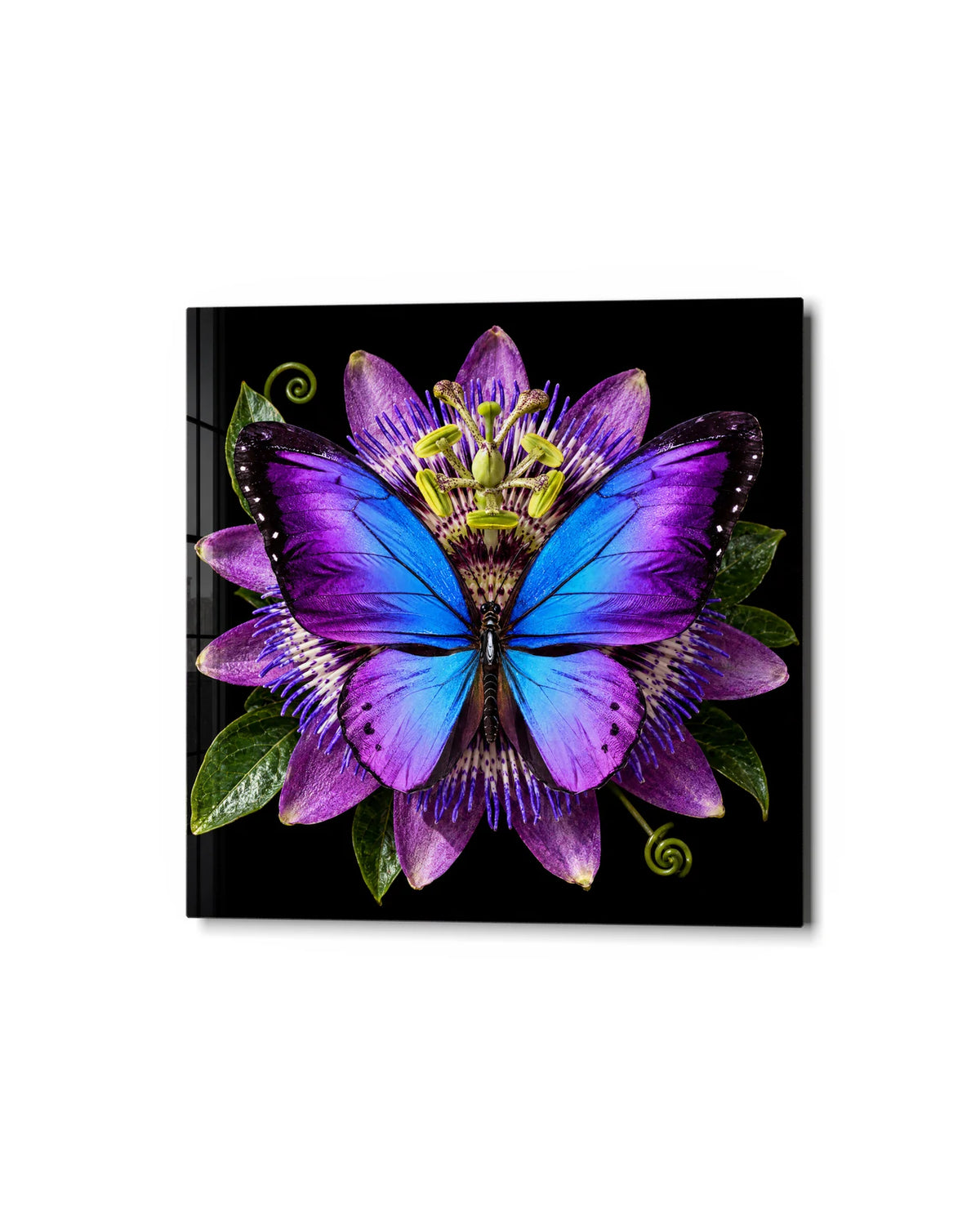 Morpho on Passionflower — studio view of glass wall art