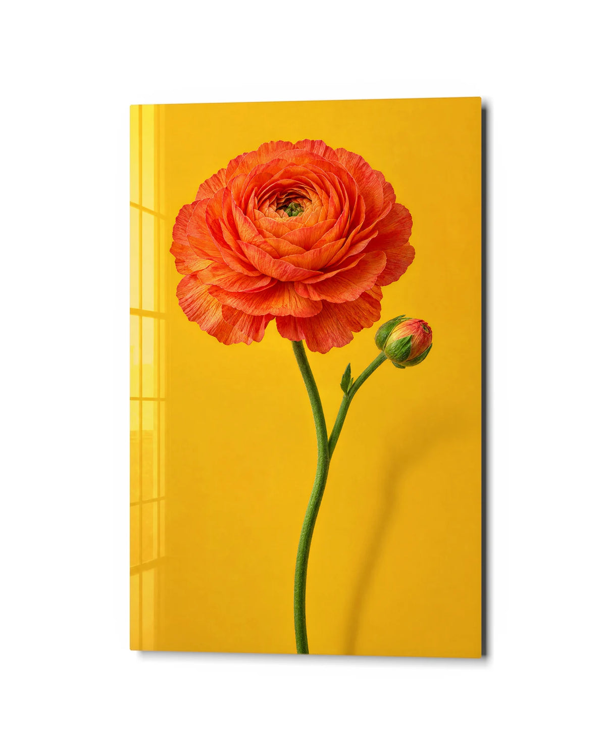 Ranunculus on Mustard — studio view of glass wall art