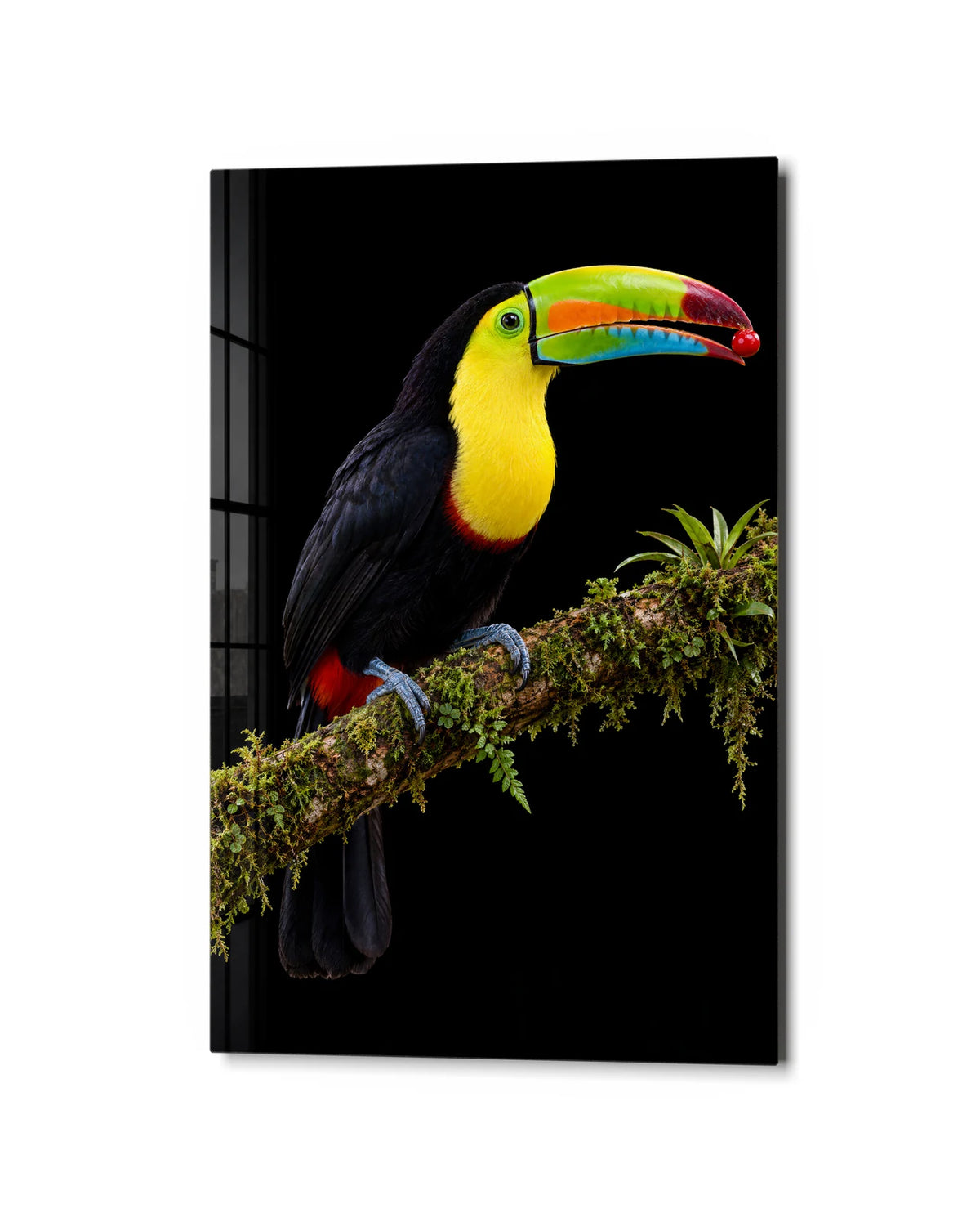 Toucan on Black — studio view of glass wall art