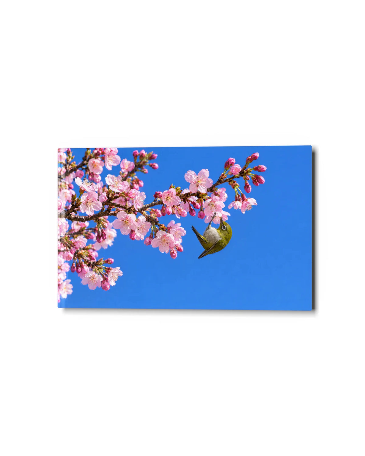White-Eye in Blossom — studio view of glass wall art