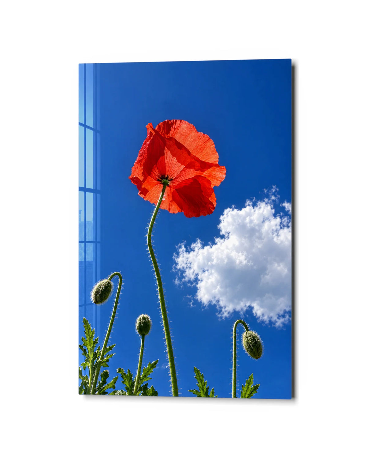 One Poppy in the Sky — studio view of glass wall art
