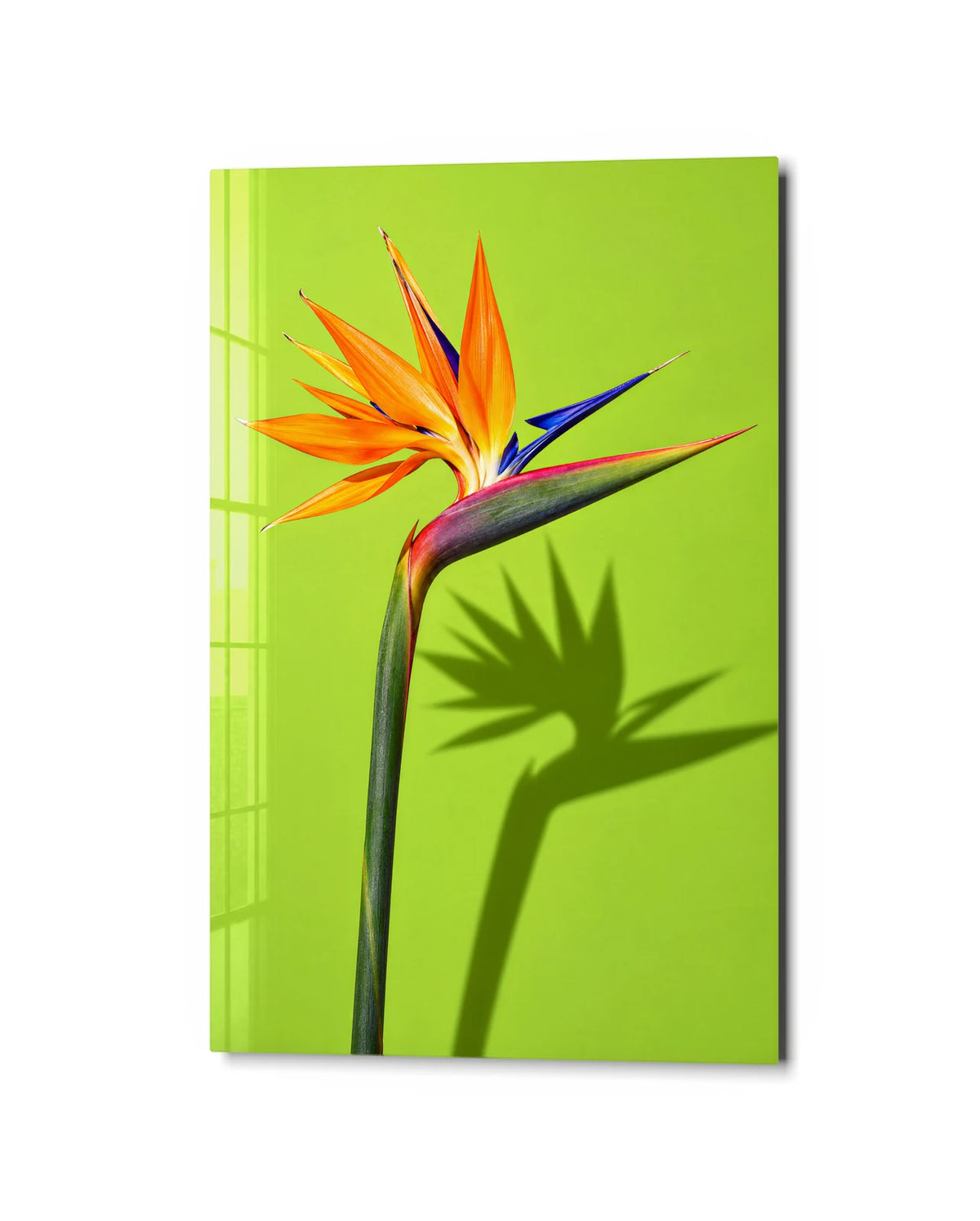 Strelitzia on Lime — studio view of glass wall art