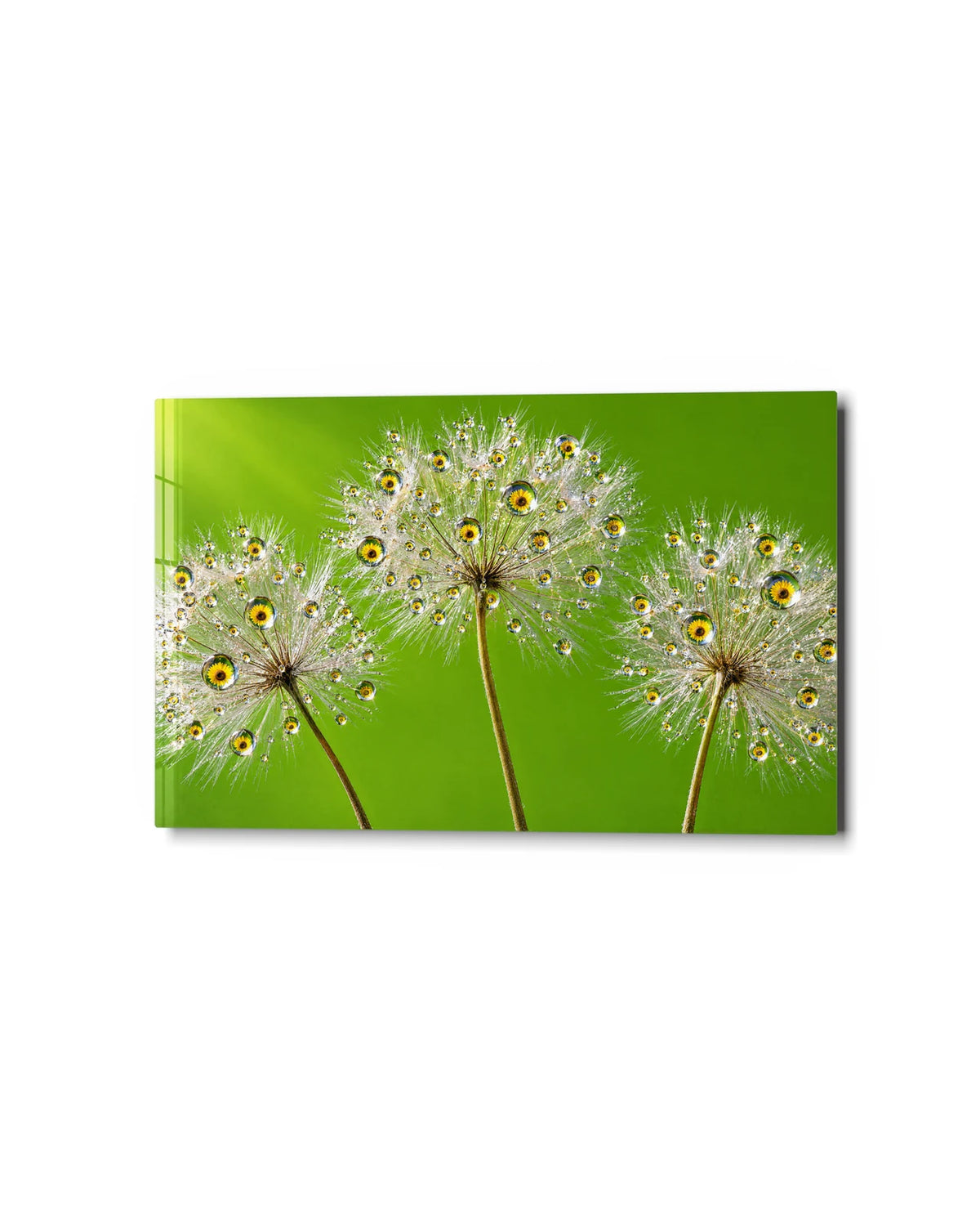 Dewdrop Seed Heads — studio view of glass wall art